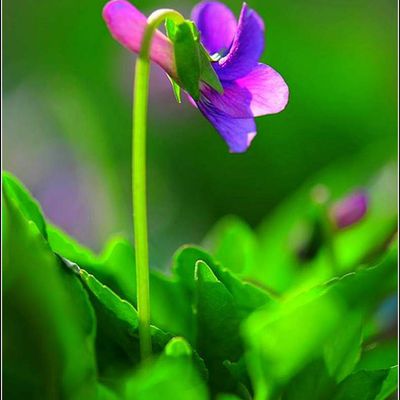 Les fleurs - violettes