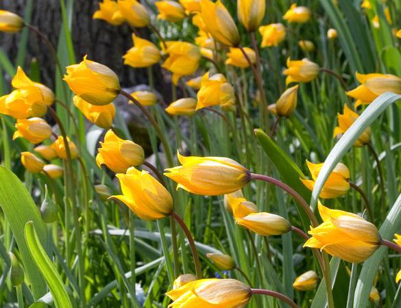 En haut : Tulipe Viridiflora 'Green Mile', Tulipe Viridiflora 'Twilight Princess'. En bas : Tulipe Sylvestris