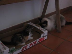 Une nouvelle venue...