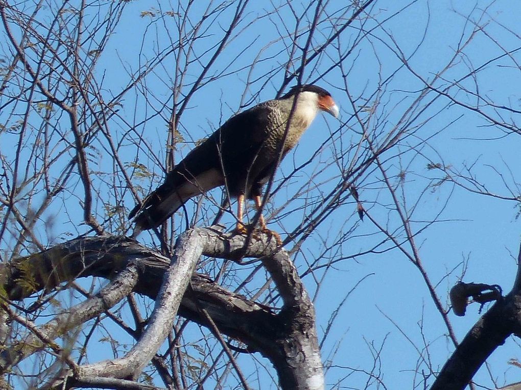 Oiseaux d'Amerique du Nord et Centrale 