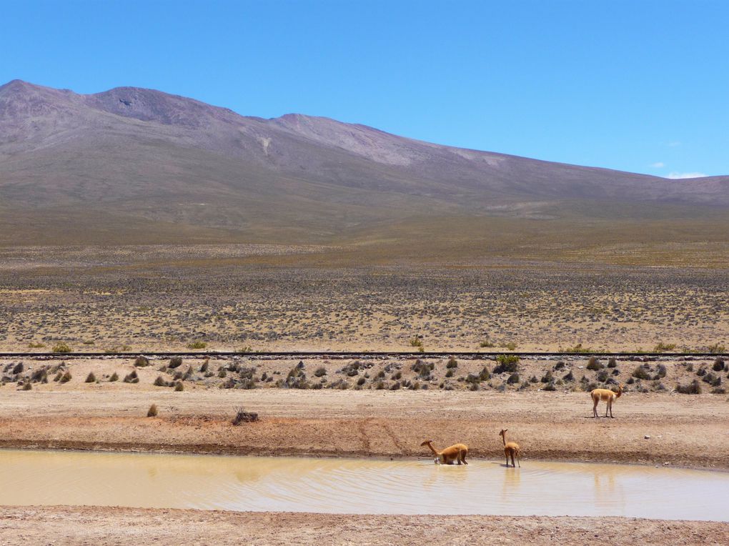 Album - 24- Arequipa-Canyon-de-Colca