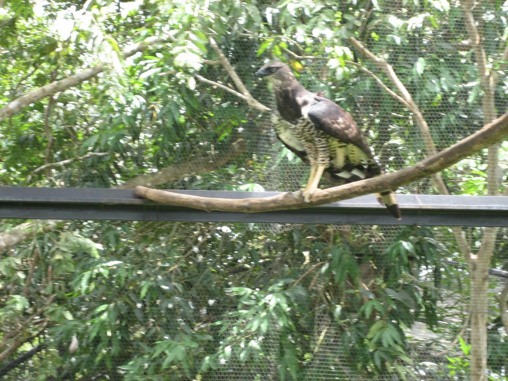 Emballer les cadeaux de Noël pour financer la sortie au zoo le 7 Mai 2009 avec des sections de maternelle