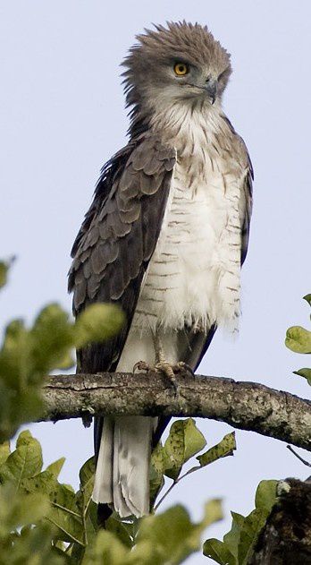 Album - oiseaux-de-proie