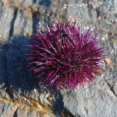 L'oursin, nourriture divine...