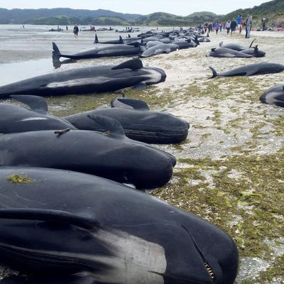 Plage de Farewell Spit, Nouvelle-Zélande: 416 baleines échouées