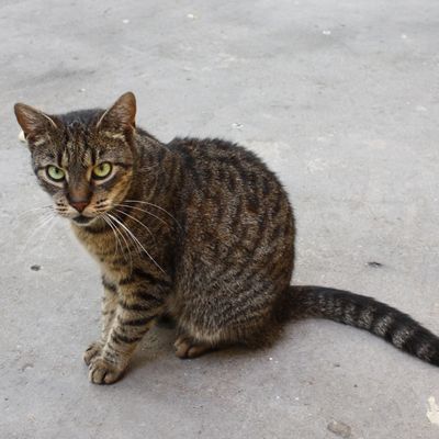 Budapest - Mademoiseau