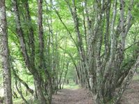 Entre le moulin de La Grange et celui de Montperet, un chemin très sympatique en sous bois