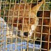Contre le massacre de 800 renards en Italie