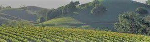 #Sauvignon Blanc Producers Sonoma Valley Vineyards  California page 3