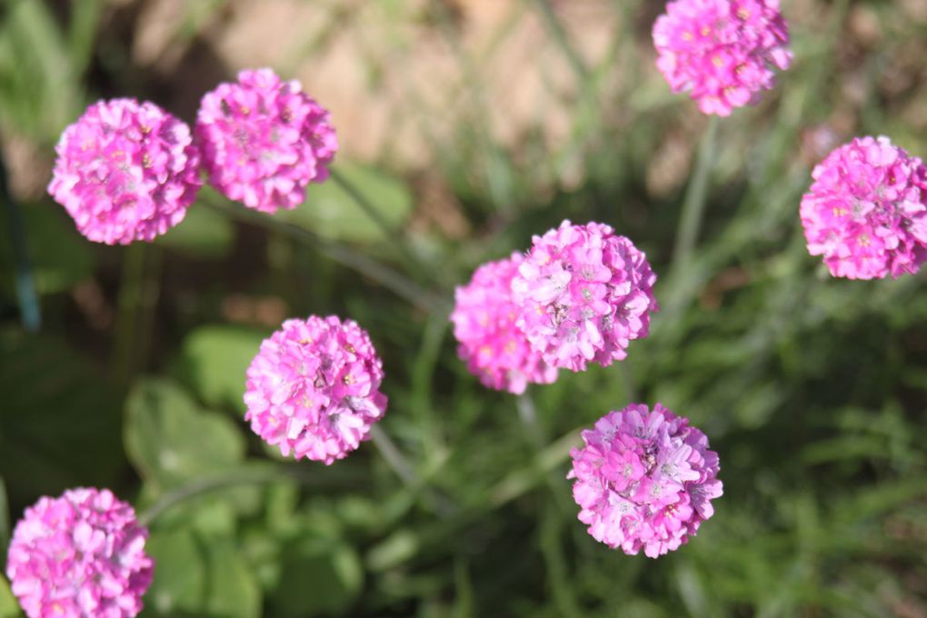 coccinelle, bourdon, pavot...