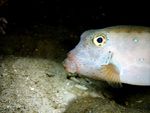 Poisson-coffre / Ostracion cubicus / Boxfish