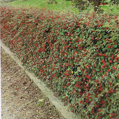 cotoneaster franchettii