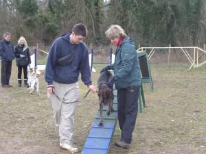 L'agility des chiots