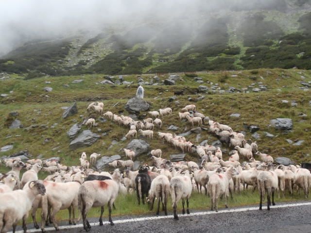 En allant toujours sous la pluie vers le lac et la cascade Balea dans les monts du Fagaras qui culminent a 2500m, visite de l abbaye cistercienne de Carta, du XIII, son cimetière de soldat allemands tués pendant la guerre 14-18 et la liste des déportés  de la seconde. Après la cigogne et la R12 bleue, petite ville Agnita où l on fait une escale technique en dégustant une "forelle" de rivière avec un vin blanc naturel délicieux ; beaucoup de restaurants "fabriquent" leur  vin , il se vend au litre , est servi en cruche et semble venir directement du fut. Il ne fait pas du tout mal à la tête. ....