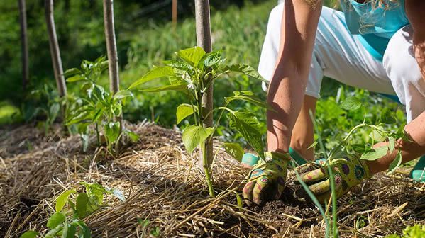 La permaculture : une méthode durable pour jardiner