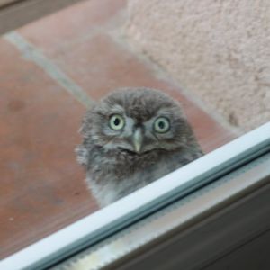 Je Trouve Une Petite Chouette Juvenile Au Sol Que Faire Lpo Haute Garonne