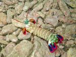 Voyage-plongée: crevette Squille mante, Mantis shrimp