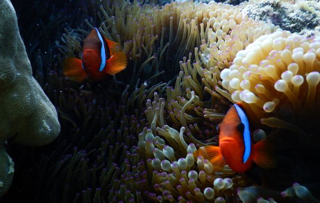 LES ENVIRONS DE CAIRNS : 4. LA BARRIERE DE CORAIL