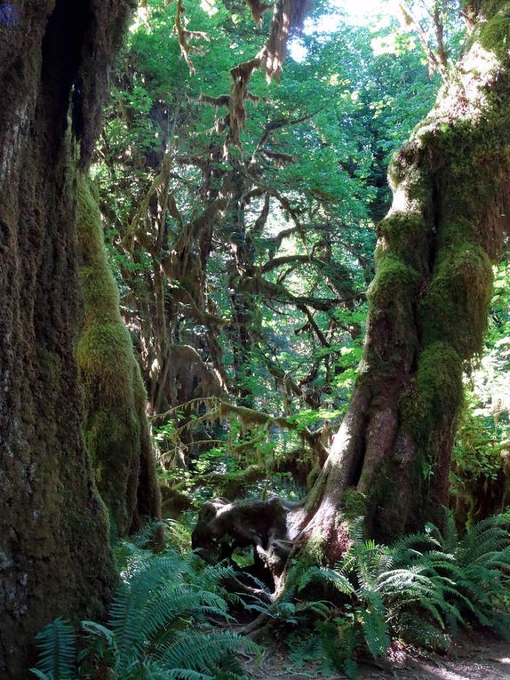 Diaporama Hoh Rainforest Hall of Mosses trail