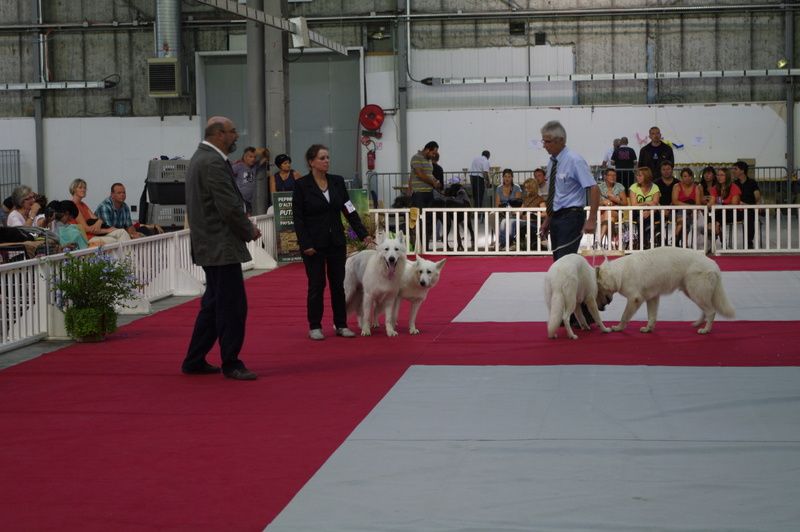 Album - Chiots Berger Blanc Suisse 2010 et 2011