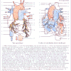 Anatomie du coeur - 1