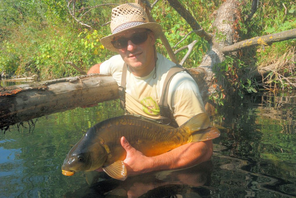 Une série de photos de carpes prise a la mouche