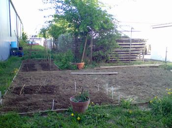 des nouvelles du potager...