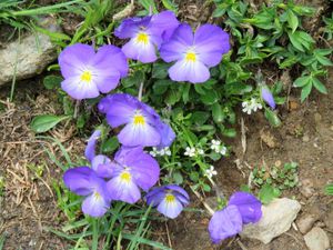 Quelques fleurs pour vous accompagner cet été.