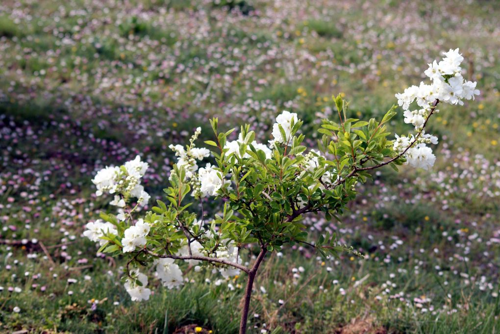 Photos diverses de fleurs et plantes de mon jardin, pour la plupart... en toutes saisons.