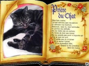 Elle va avoir 11 ans cette année, c'est Christophe quil'avait trouvée et maintenant nous vivons toutes les deux depuis cette date, la maison me semblerait vide sans elle, malgré qu'elle me casse parfois les pieds avec ses exigences de chat gâté... Elle ne supporte pas les étrangers à notre univers, mais à part ça tout va bien