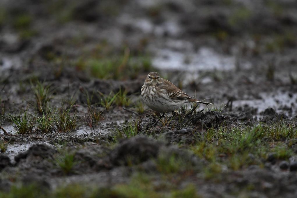 Pipit spioncelle (Anthus spinoletta).