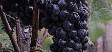 #Pinot Meunier Producers Central Valley California Vineyards 