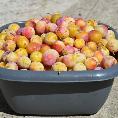 Et maintenant , c'est au tour des mirabelles ...