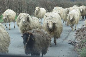 Les esprits étroits des "moutons qui caquètent"...