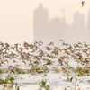 Bird lovers will delight in new Panama Bay Wetland Wildlife Refuge