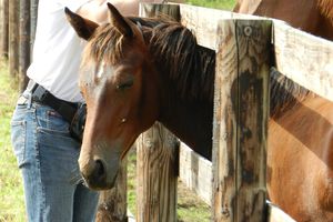 Acheter un jeune cheval, ce n’est pas une sinécure