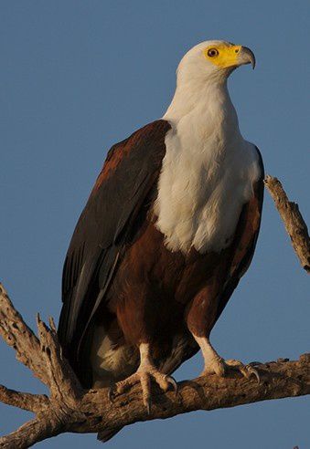 Album - oiseaux-de-proie