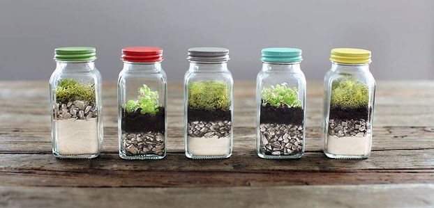 Comment faire un terrarium pour vos plantes ?