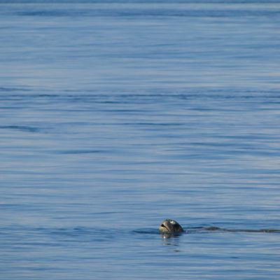 Photos d'une amie : animaux, paysages et végétaux.