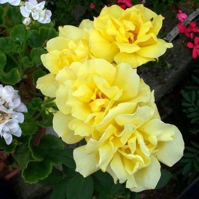 QUELQUES FLEURS (2).