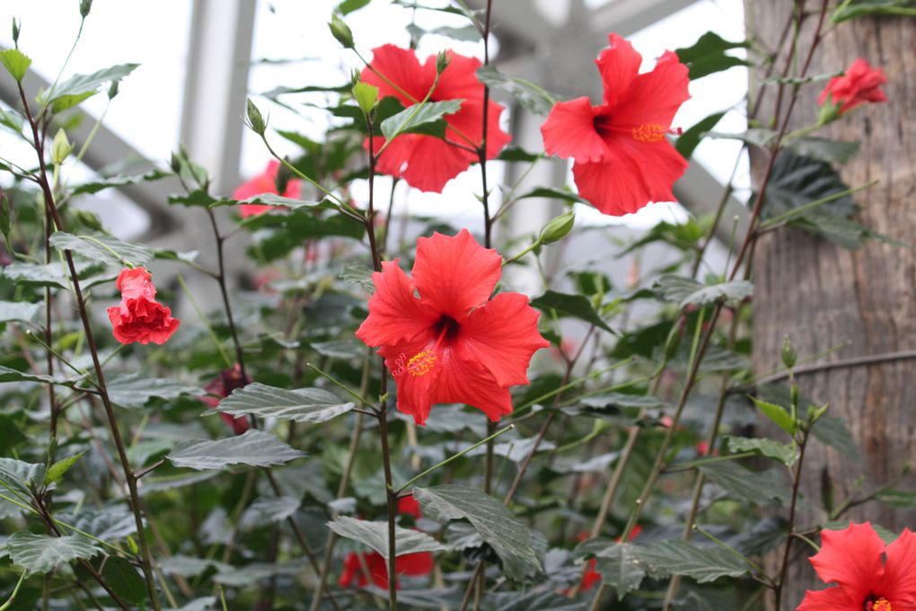 Sous la serre: plantes tropicales en tous genres...dont quelques carnivores.