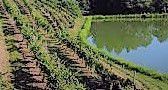 #Red Sangiovese Producers Pennsylvania Vineyards