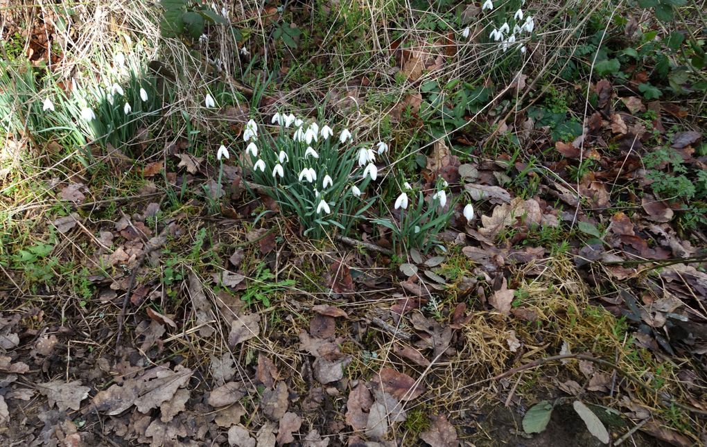 Rando de l'Ardenay du 13 02 2024