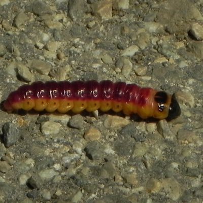 Un papillon de nuit pas ordinaire : Le Gâte-bois  ( Cossus cossus ) Lépidoptère Cossidae