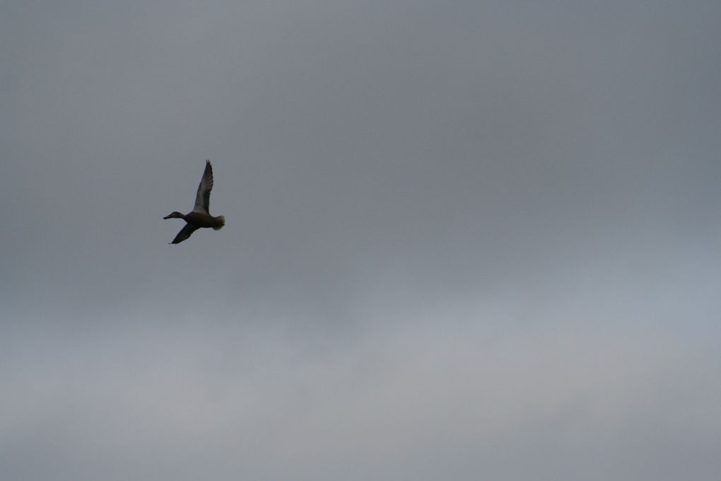 Mes photos de novembre... Le mois noir en breton !