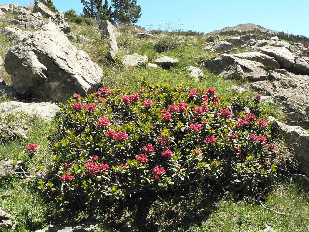 Fleurs-rouges