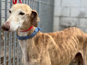 lévrier galgos 6 ans tres gentil ok chats a adopter sous contrat associatif sos chiens galgos