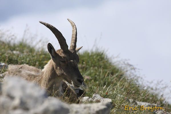 Album - Bouquetins-du-Vercors