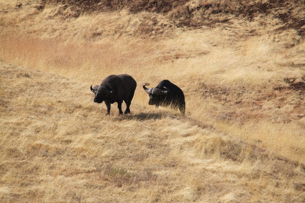 Album - 7.2 Ngorongoro