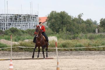 Voici quelques photos de nos chevaux
et des photos en Concours